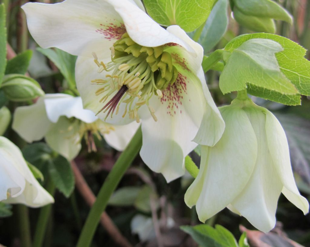 in_meinem_garten.jpg