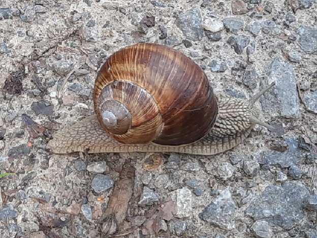 schnecke_mit_haus.jpg