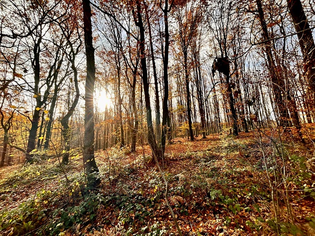 gelber_wald.jpg