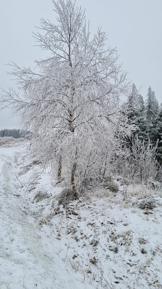 baum_im_schnee.jpg