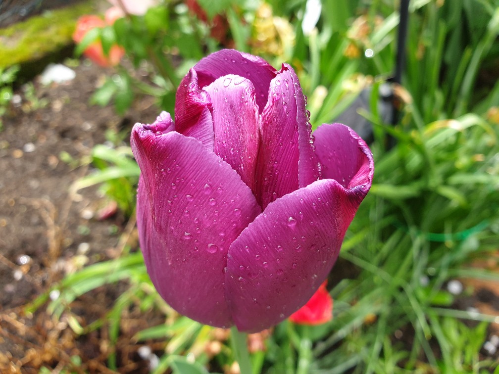 regen-tulpe_april_2024.jpg