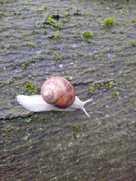 kleine_schnecke.jpg