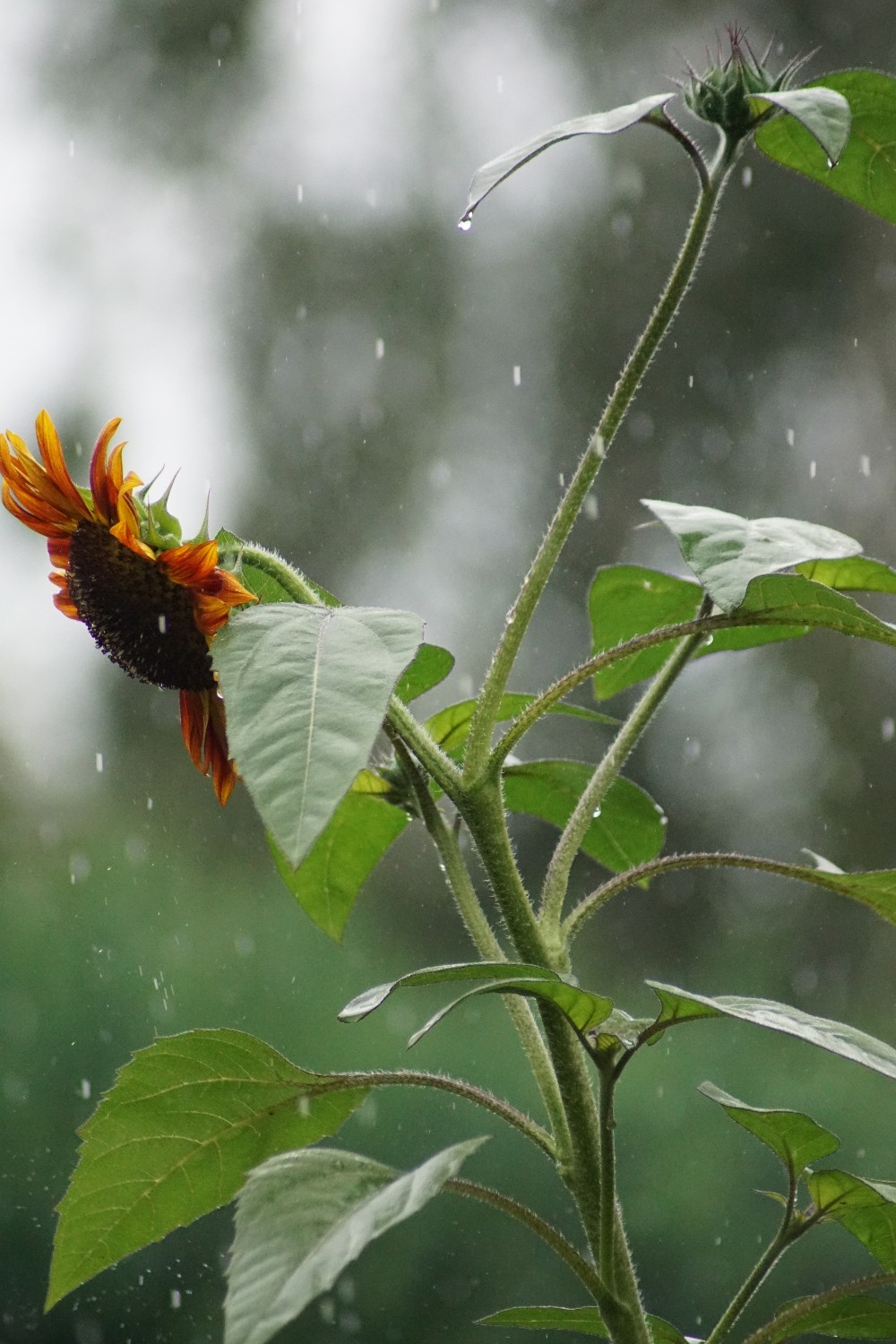 sonnenblume_regen_juli_2024.jpg