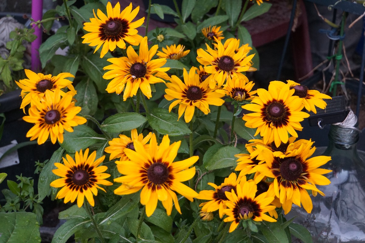 rudbeckia_juli_2024.jpg