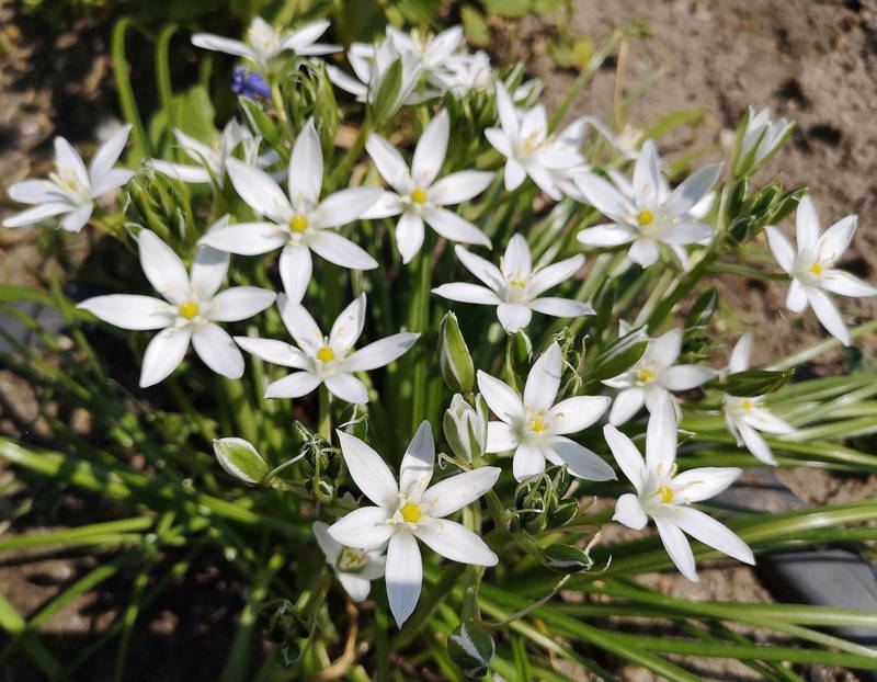 01-65374-ornithogalum-umbellatum-dolden-....jpg