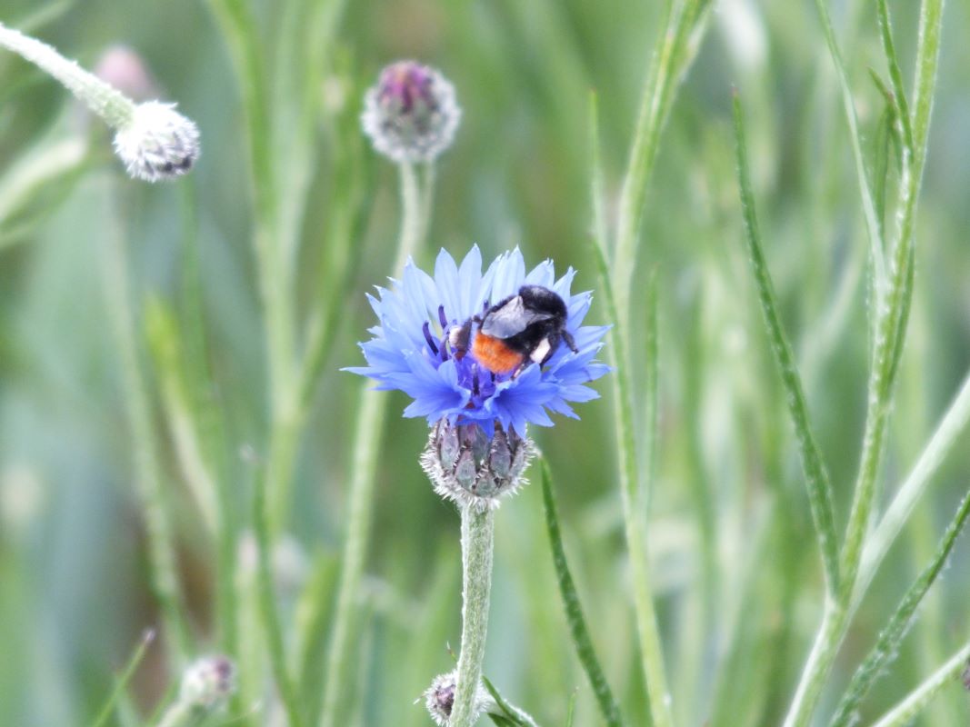 hummel_und_kornblume.jpg