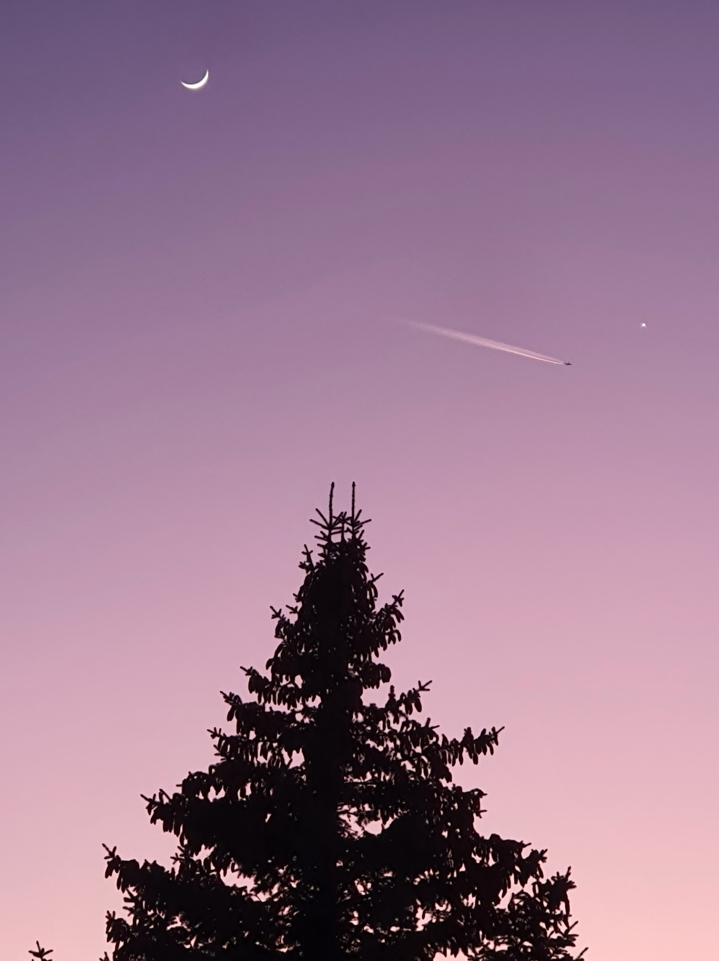 tanne_und_mond_20250303-023519_y.jpg