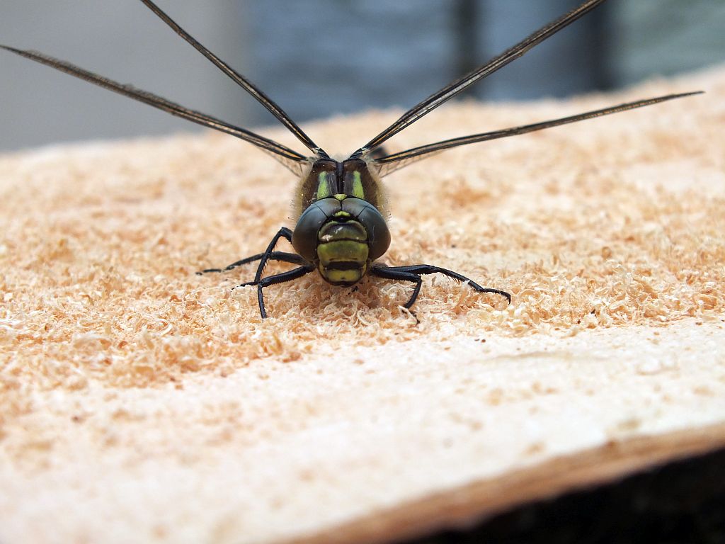 libelle_auf_holz.jpg
