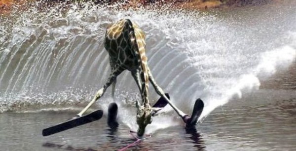 15_giraffe_auf_wasser.jpg