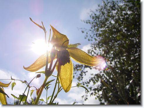 clematis_01.jpg