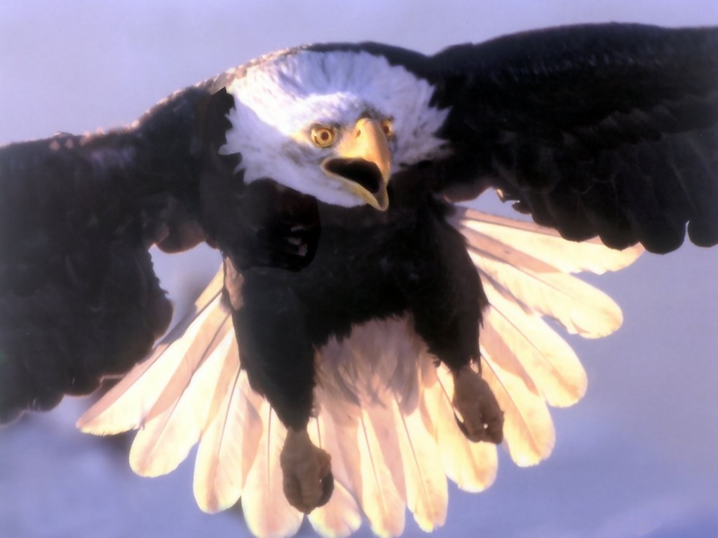 38104.jpg