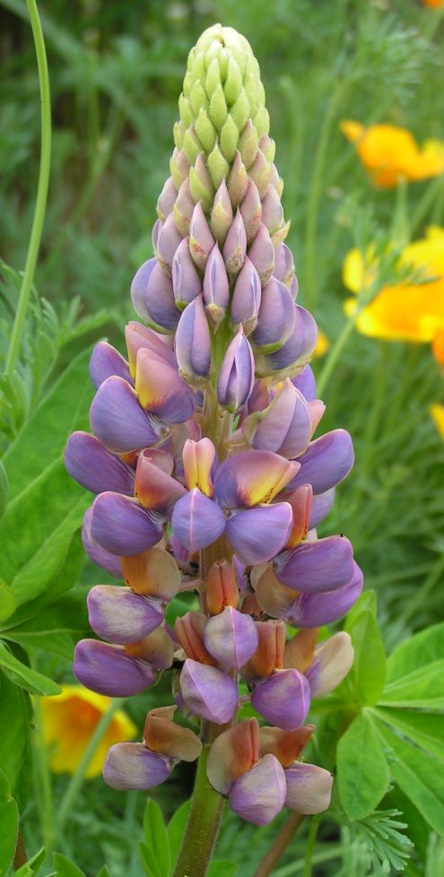 26_lupine_blau.jpg