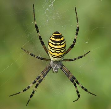 spinne_a105_wespenspinne.jpg