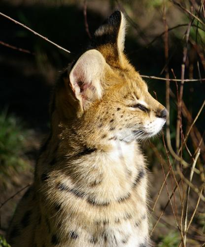 serval_01.jpg