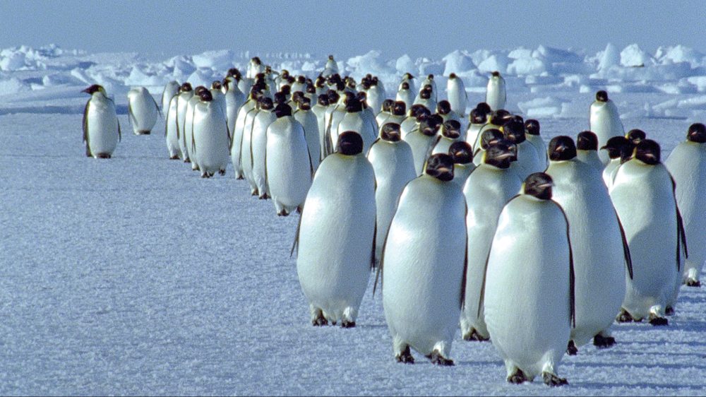 deep_blue_pinguin.jpg
