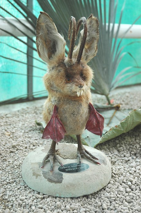 wolpertinger-praeparat.jpg