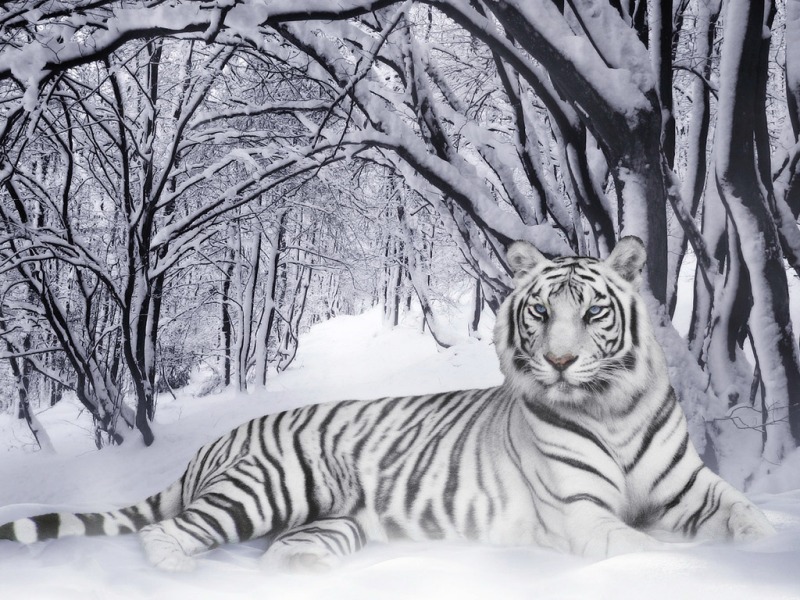 white_tiger__28panthera_tigris_29.jpg