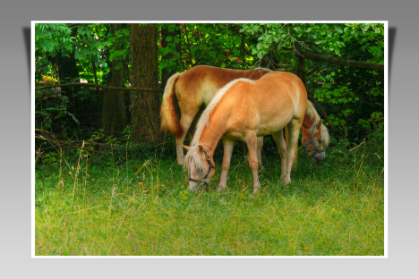 platz_88___friedvoll__-_fotograf__werner_n.jpg