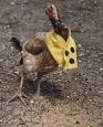 blindes_huhn.jpg