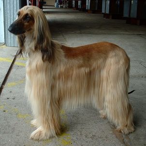 afghan_hound.jpg