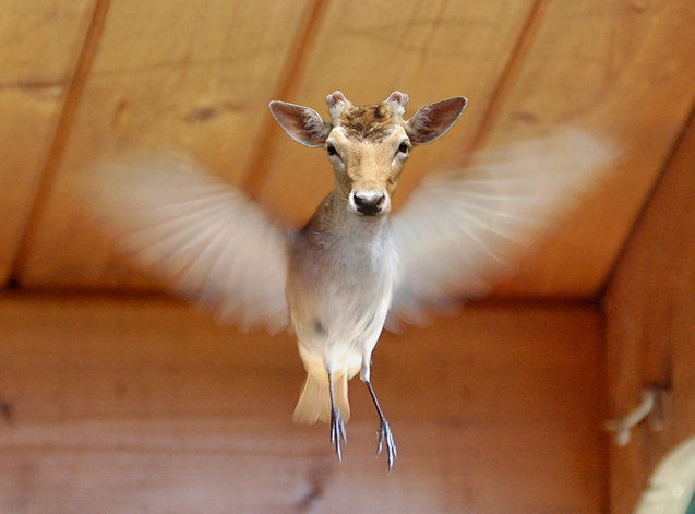 youngflyingdeerby.jpg