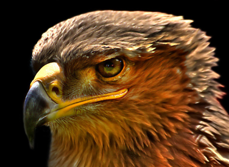 platz_57__steppenadler_hdr_reloaded_-....jpg