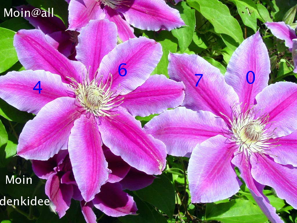 clematis.jpg