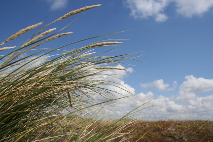 natur-sylt_eos_300d.jpg