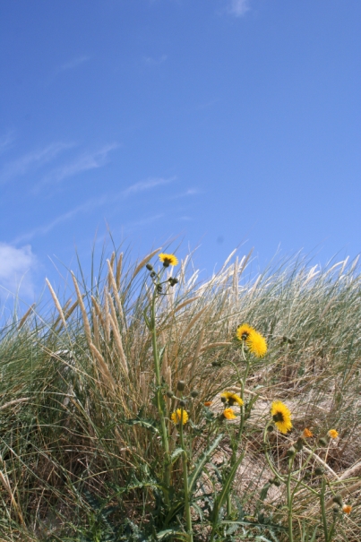 sylt_2008.jpg