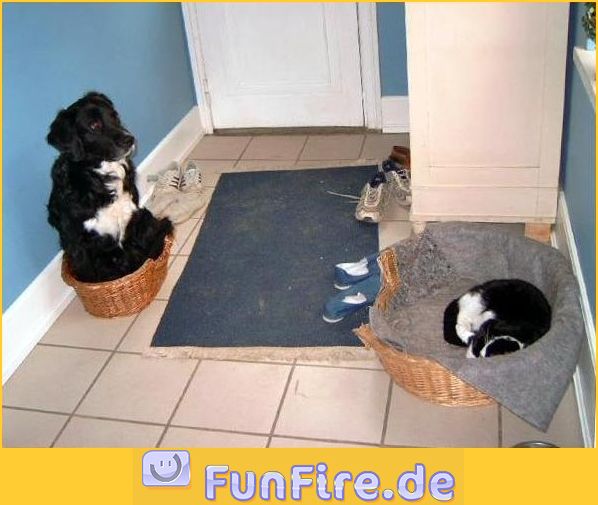 unfair-hund-und-katze.jpg