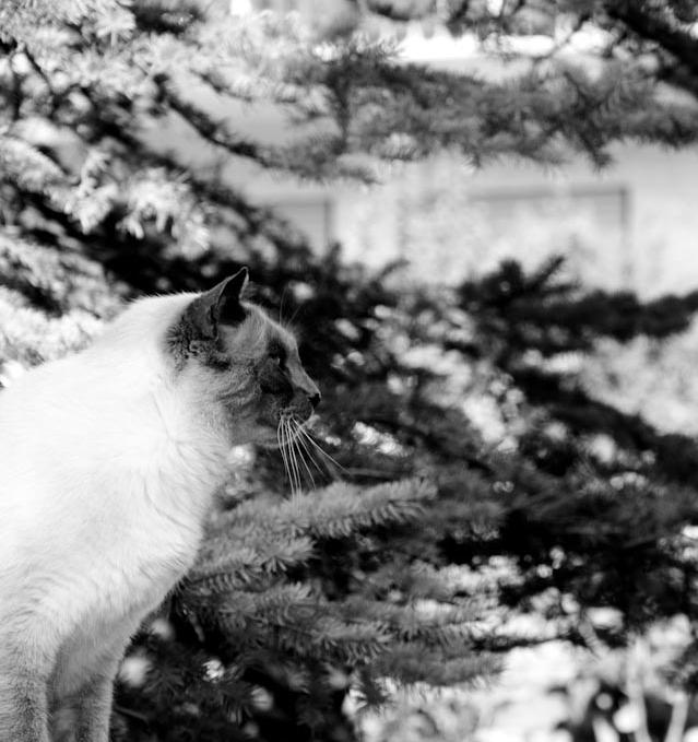 katzenphotografie.jpg