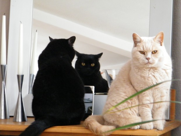 cat.jpg