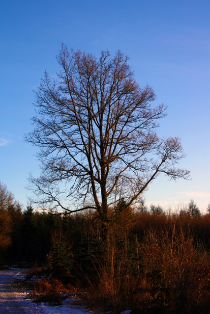 baum_freudenberg_ariva.jpg