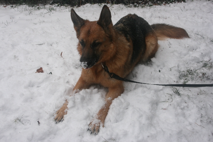 k-schneehund.jpg