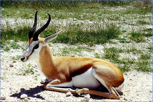 springbok_510.jpg