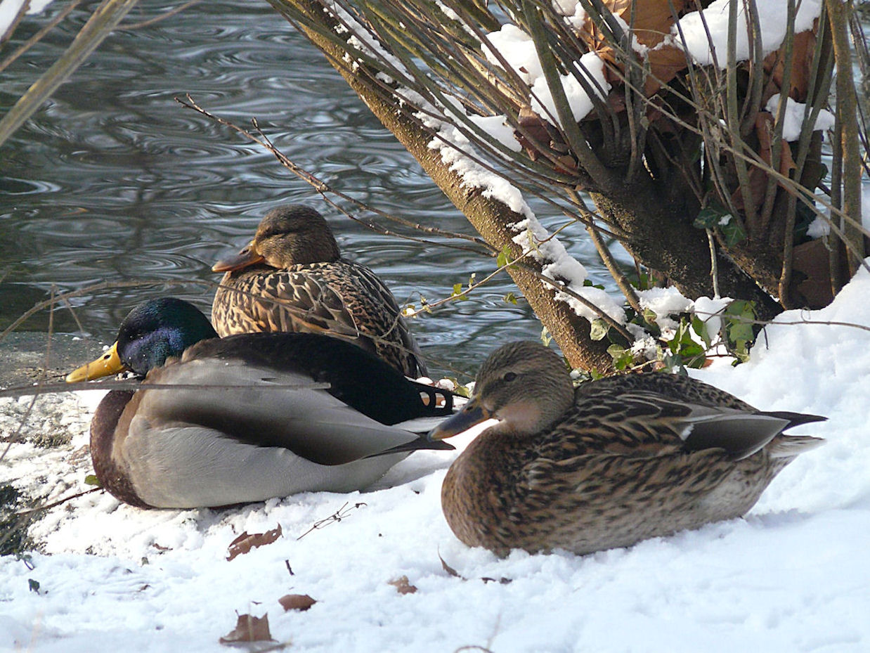 p1210374a.jpg