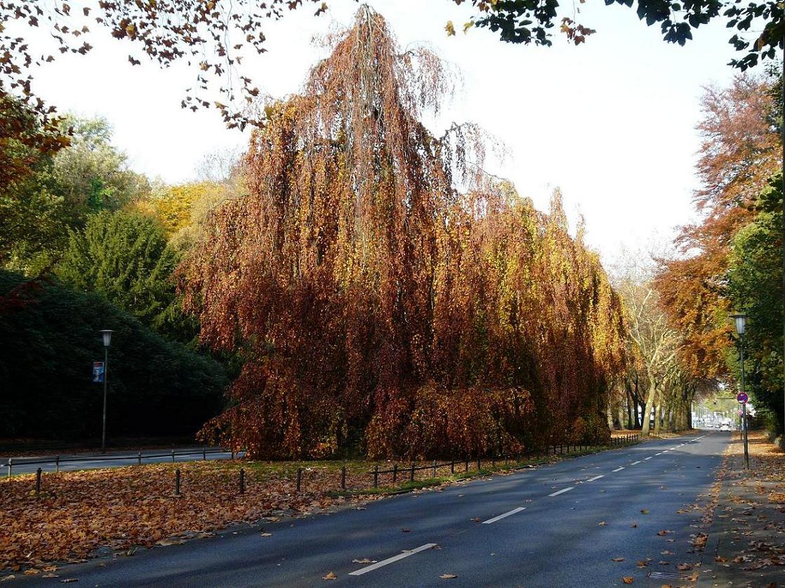 p1170303_-_kopie.jpg