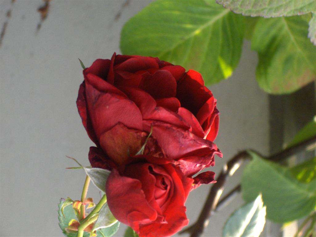 rose-233.jpg