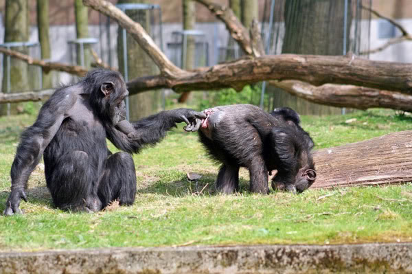 affen_im_zoo.jpg