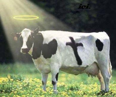 holy_cow1.jpg