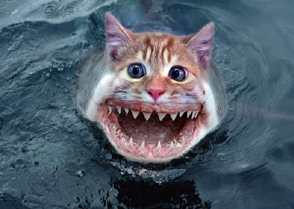 seakitty.jpg