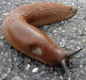 300px-nacktschnecke_01_kmj_1_.jpg