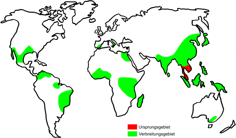 800px-reis_ursprung_verbreitung.png