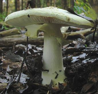fm00145-gelber-knollenblaetterpilz.jpg