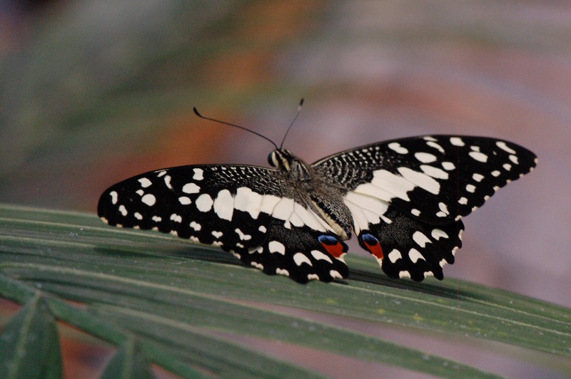 dsc_3515.jpg