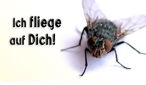 fliege1.jpg