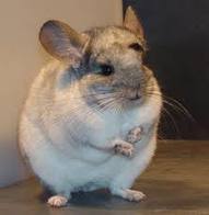 chinchilla.jpg