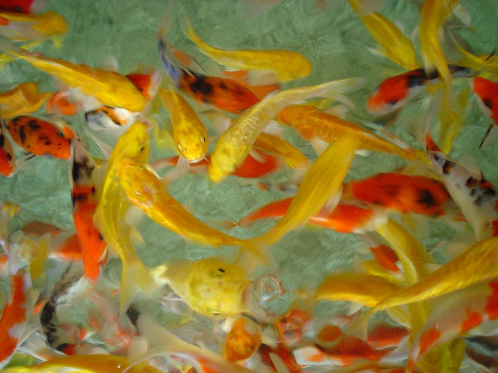 dsc00115.jpg