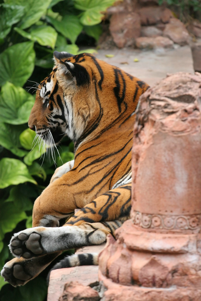 tiger_06_tempel.jpg