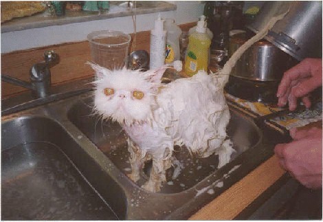 wetCat.jpg